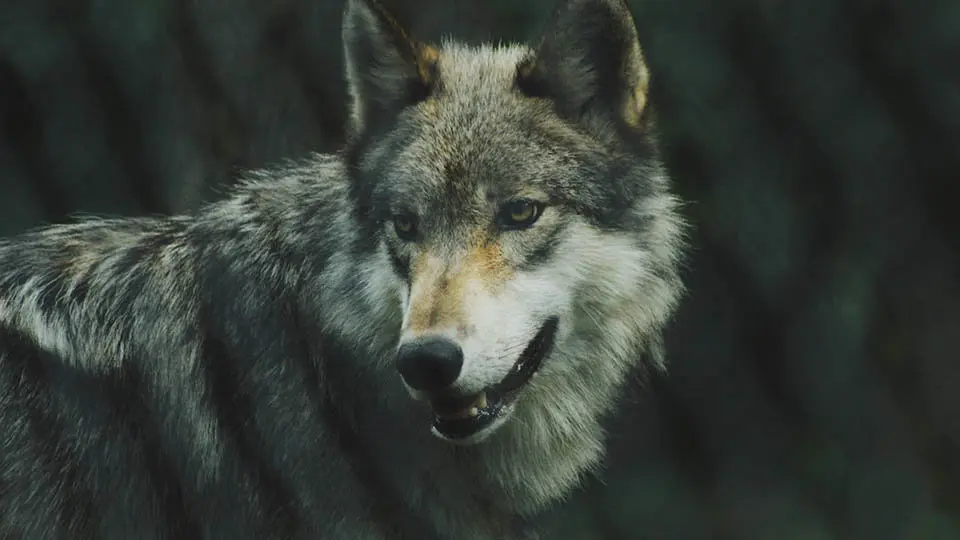 lobo