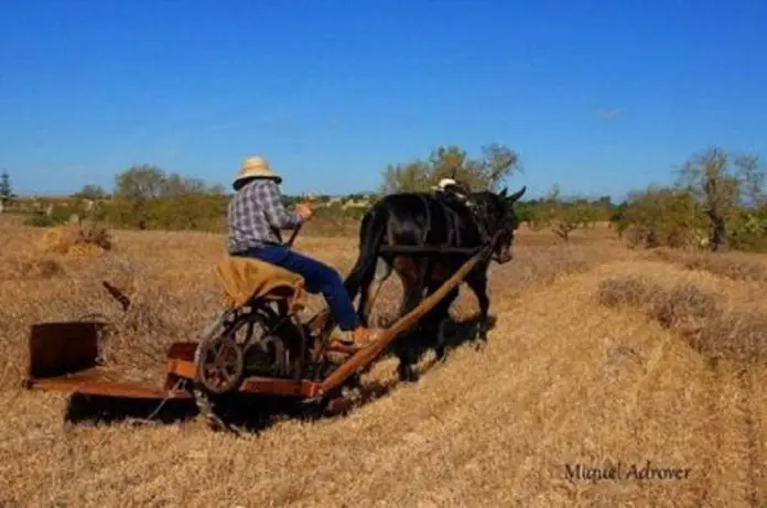 foto: Miquel Adrover (Agropopular)