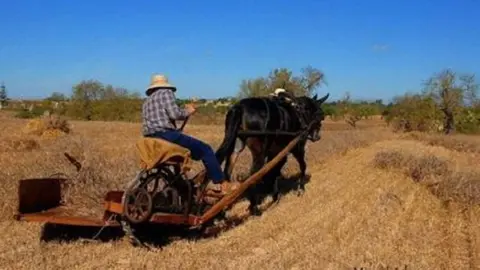 foto: Miquel Adrover (Agropopular)